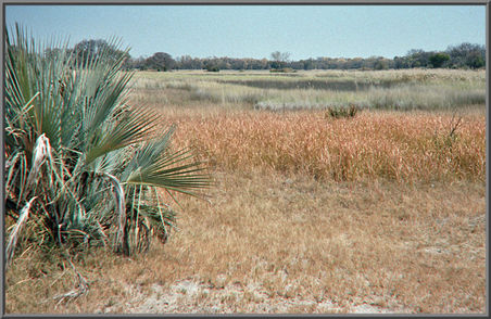 Vegetation Okavango